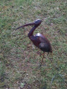 Ibis en métal