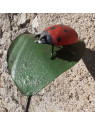 Tuteur  coccinelle sur feuille