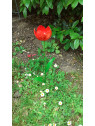 Tulipe rouge