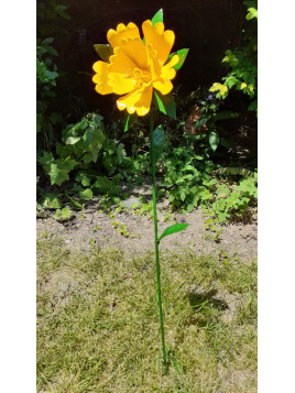 Hibiscus  jaune