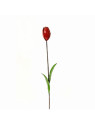 Tulipe rouge