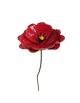 Coquelicot