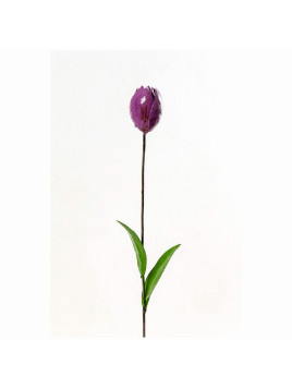 Tulipe violette