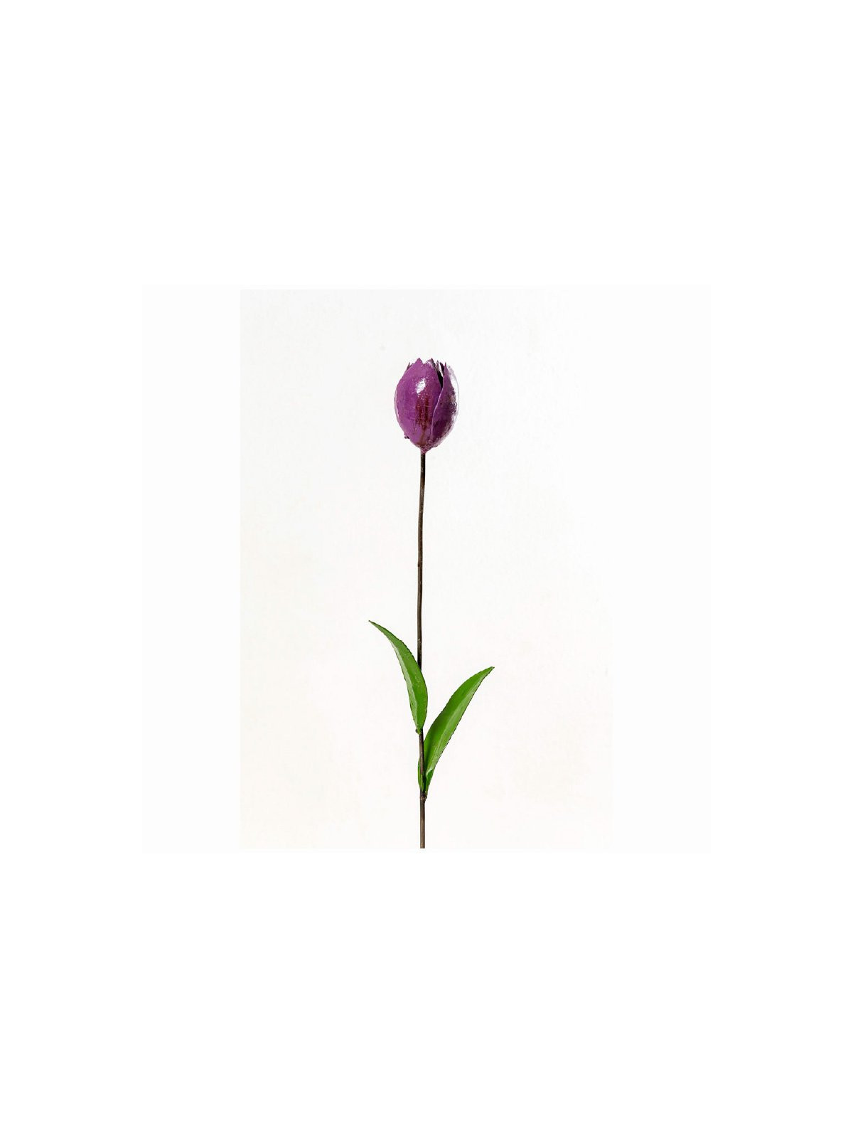 Tulipe violette